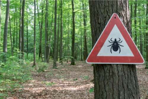 Tratamento da doença de Lyme