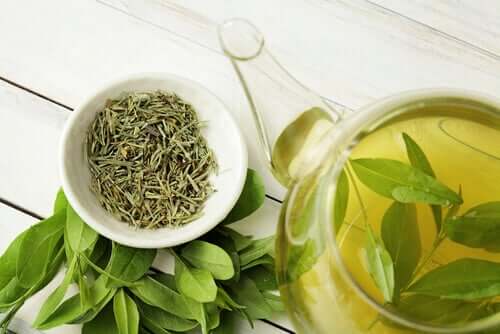 O chá verde pode aumentar a longevidade?