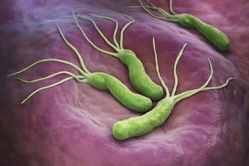 Existe uma relação entre a bactéria Helicobacter pylori e o câncer?