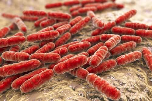 Flora bacteriana