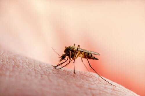 Mosquito picando a pele