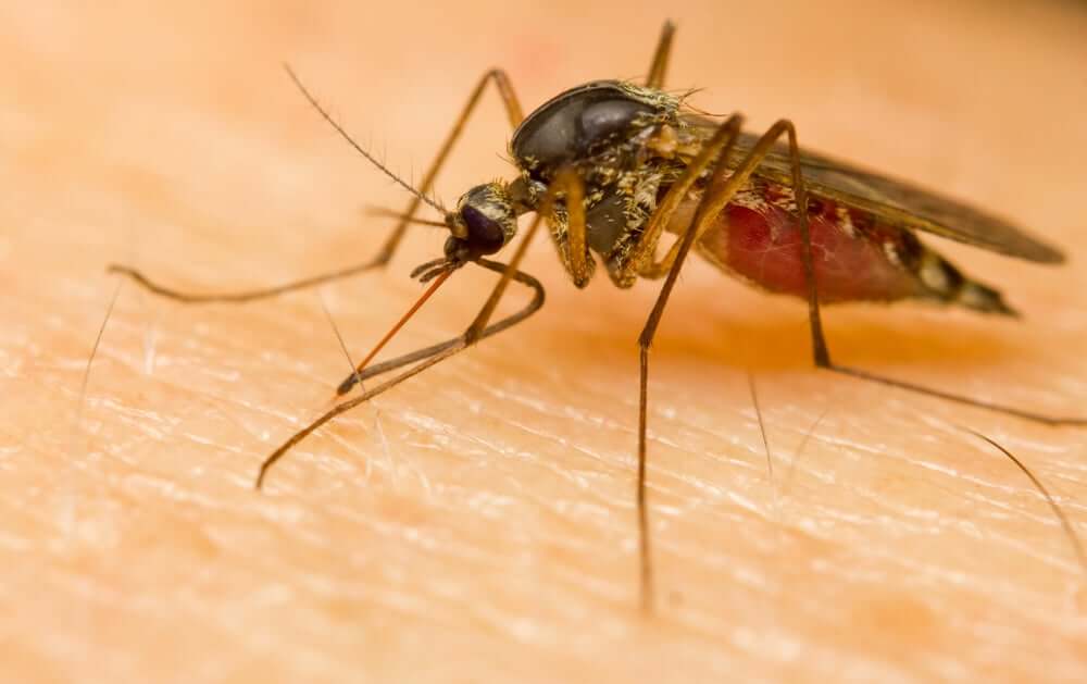 Mosquito na pele de ser humano