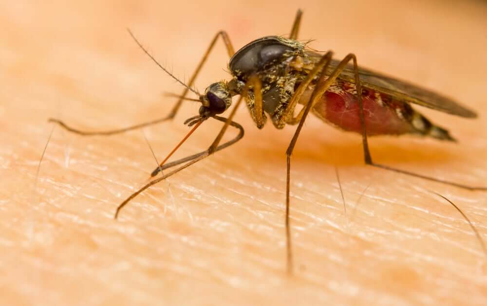 Mosquito na pele de ser humano
