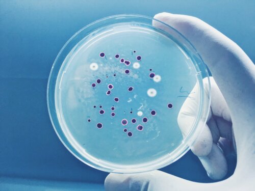 Análise de microrganismos em laboratório