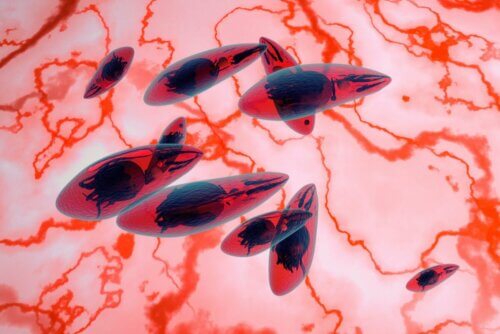 Toxoplasma visto em microscópio