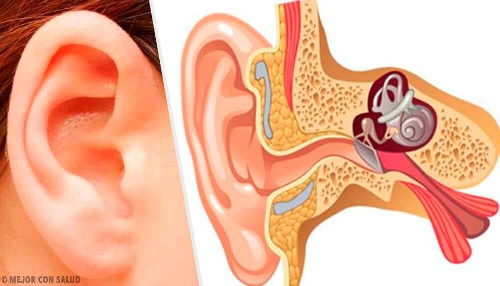 Anatomia do ouvido