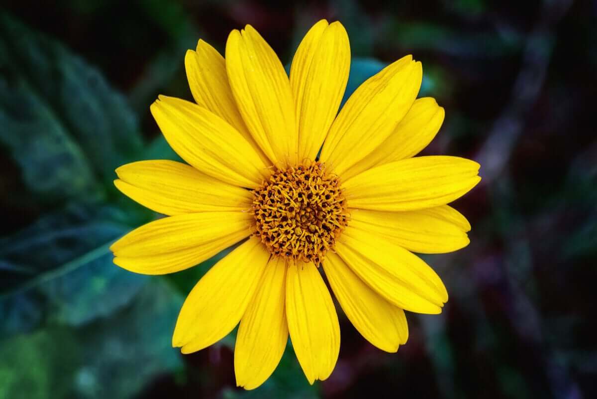 Flor da arnica