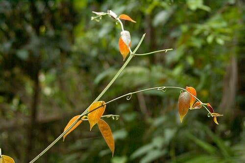 Planta medicinal