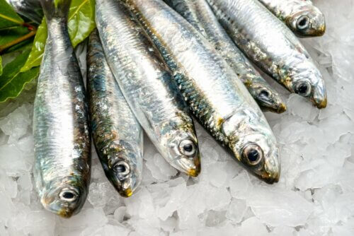 Sardinha