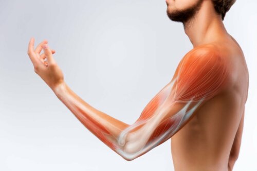 Como fortalecer o tecido muscular