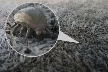 Alergia aos ácaros: tudo que você precisa saber