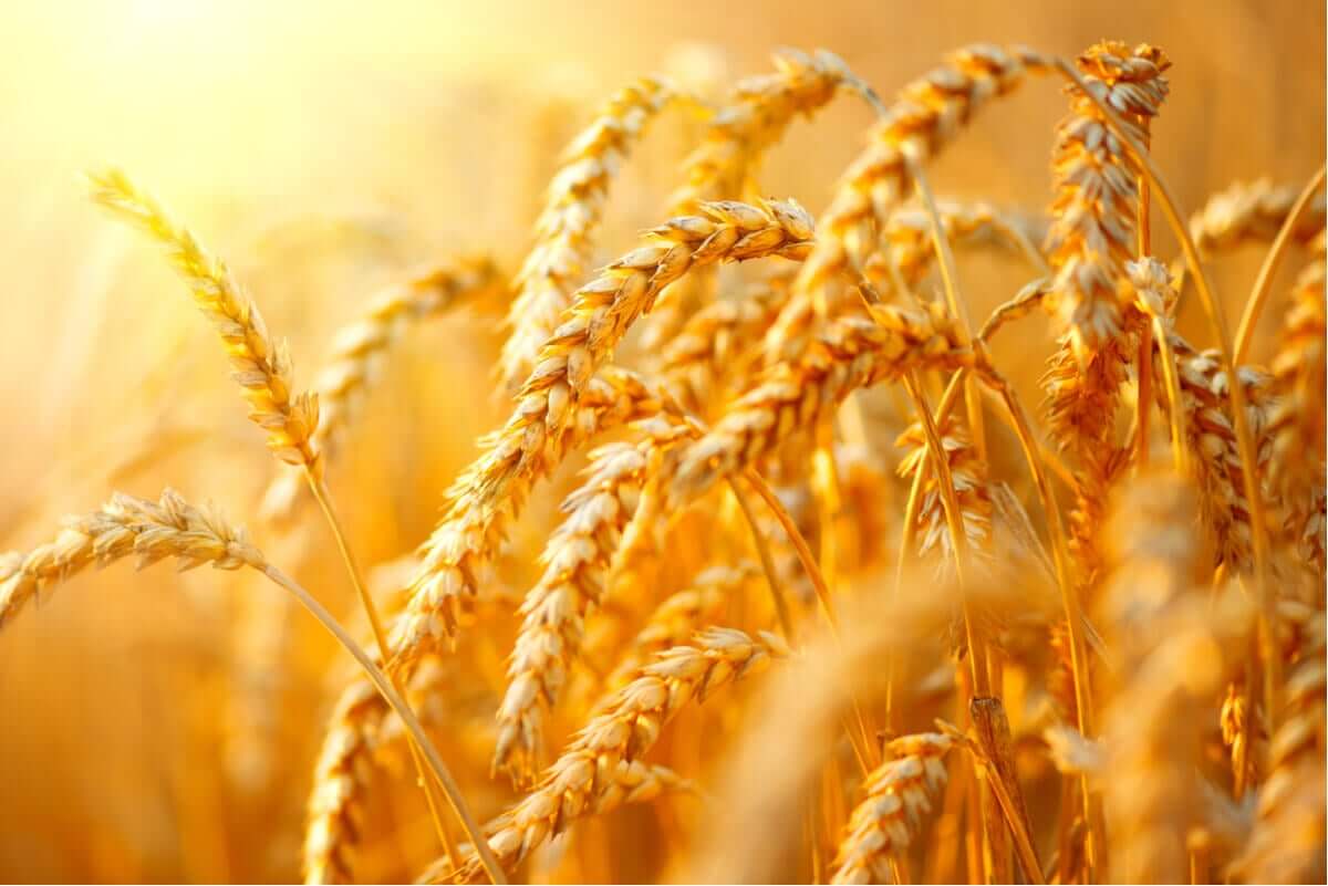 Plantação de trigo