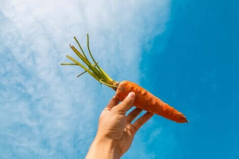 A cenoura possui uma grande quantidade de carotenos