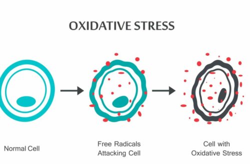 Estresse oxidativo