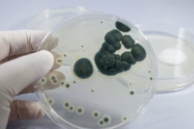 Alergia à penicilina