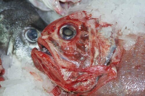 Peixe contaminado
