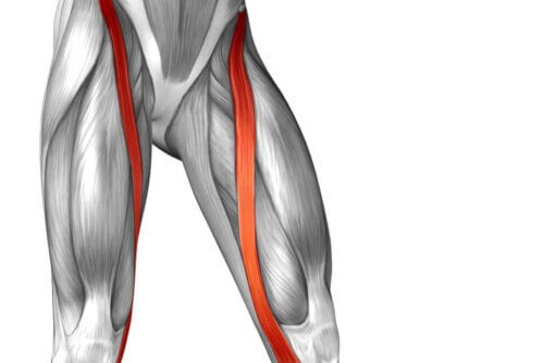 Anatomia do músculo sartório
