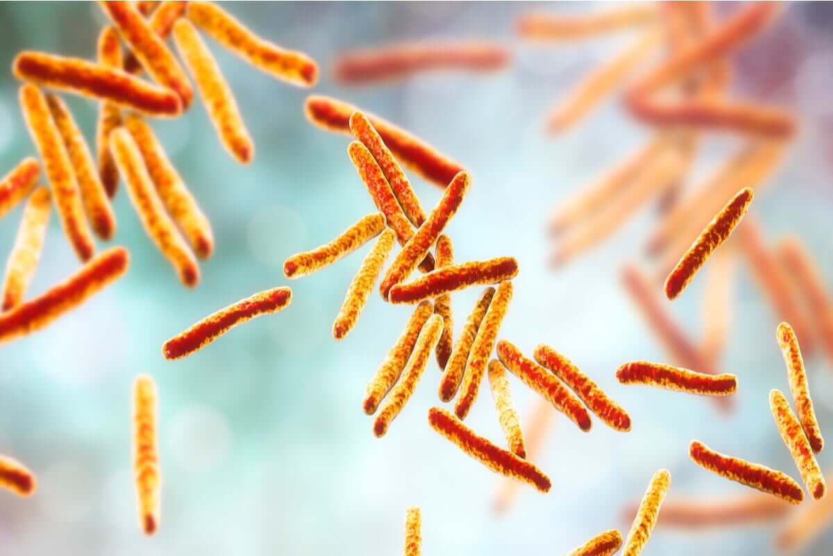 Bactéria da tuberculose