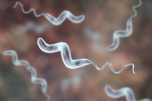 Bactérias do gênero Campylobacter