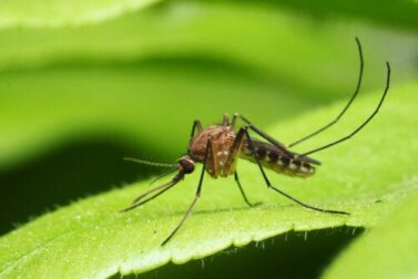 Principais doenças transmitidas por mosquitos