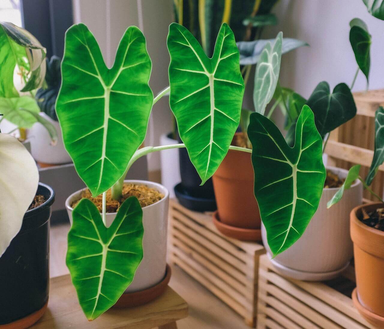 Plantas para ter em casa
