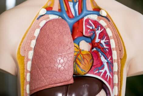 O transplante de pulmão é uma cirurgia complexa