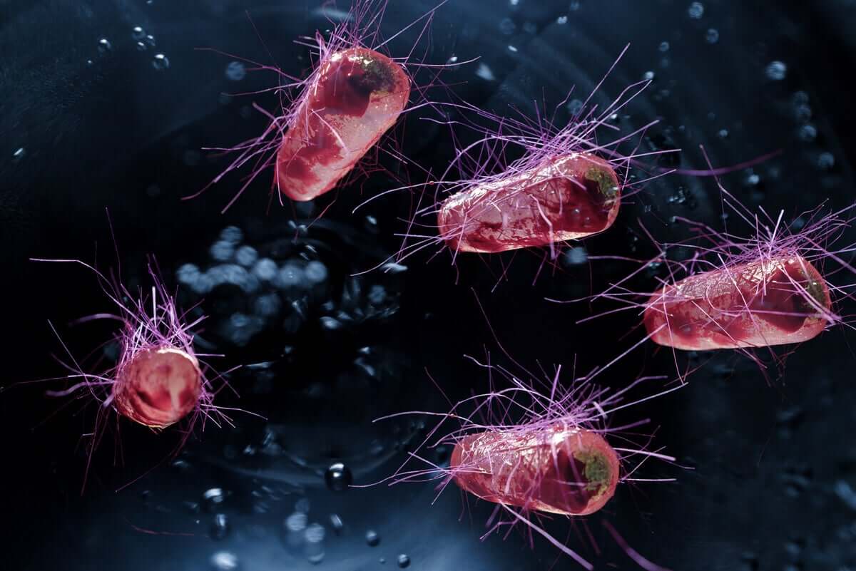 A bactéria Escherichia coli