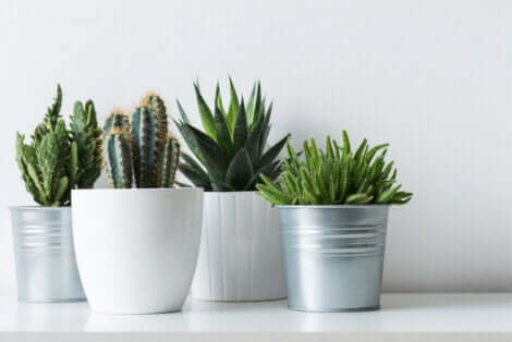 Os cactos são plantas resistentes
