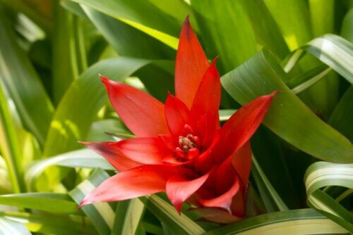 Flor vermelha
