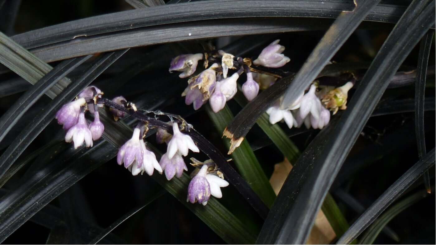 Flores e plantas diferentes