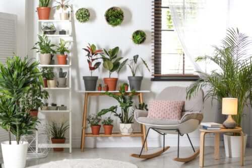 Plantas resistentes que não requerem muitos cuidados