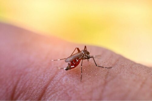 Mosquito transmissor de doenças