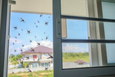 Manjericão como remédio natural contra os mosquitos