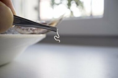 Os parasitas alimentares mais comuns