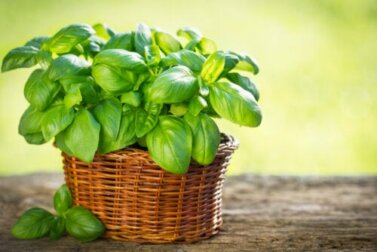 Tipos de manjericão que você pode cultivar no seu jardim