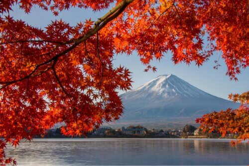 Flores vermelhas no Japão