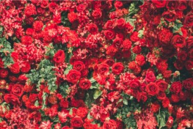 6 plantas vermelhas bonitas e vistosas