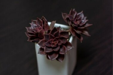 7 peculiares plantas pretas