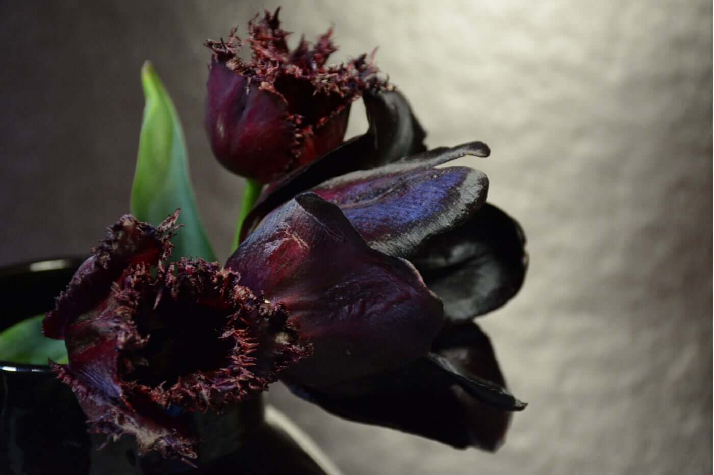 Tulipa preta