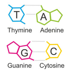O que são as purinas? Descubra tudo que você precisa saber