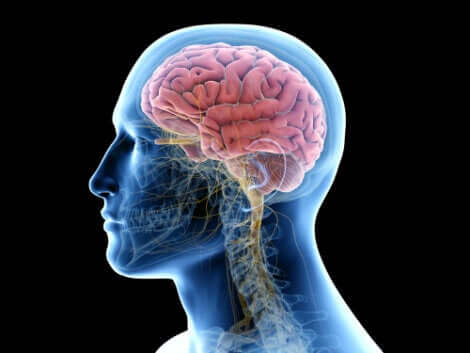 O tecido cerebral é o alvo da encefalite