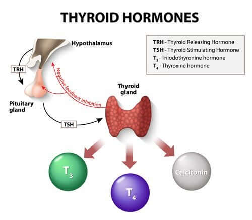 Hormônios da tireoide