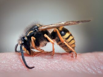Remédios caseiros para a dor causada por picadas de vespa