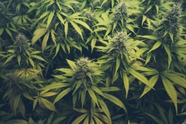 Transtornos por uso de cannabis