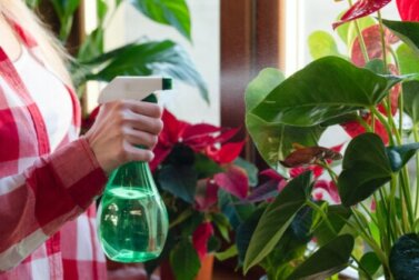 7 plantas de interior que absorvem umidade