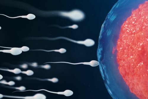 Espermatozoides e óvulo