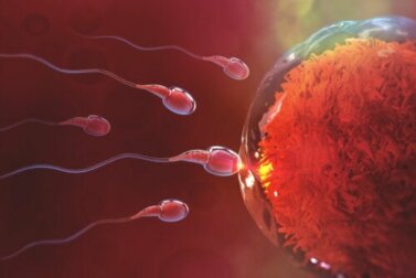 Quanto tempo demora a fecundação após a relação sexual?