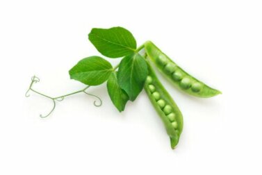 Informações nutricionais e benefícios do feijão verde