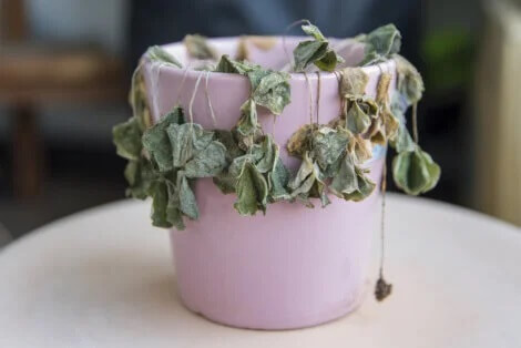 Plantas mortas