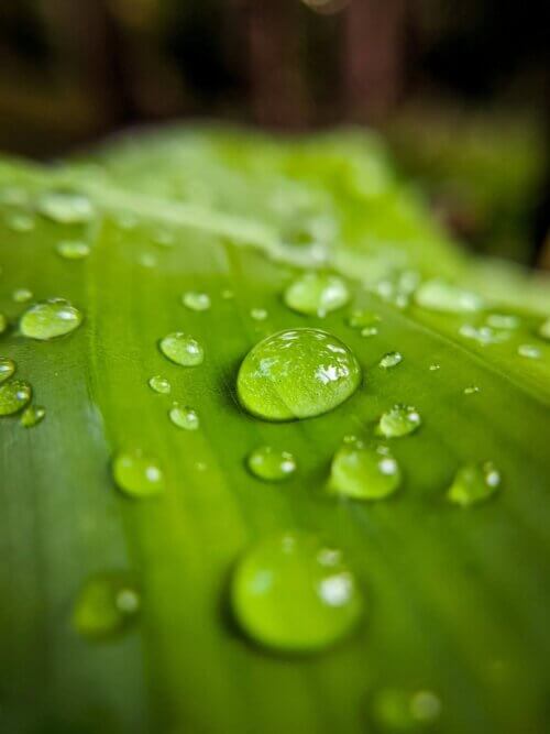 Gotas de chuva em planta